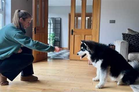 How To Train Your Puppy! Can't Teach An Old Dog New Tricks??