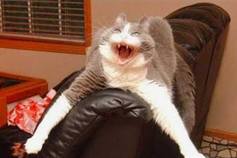 When you have a dramatic cat 😂 Funny Cat Videos 2024😹