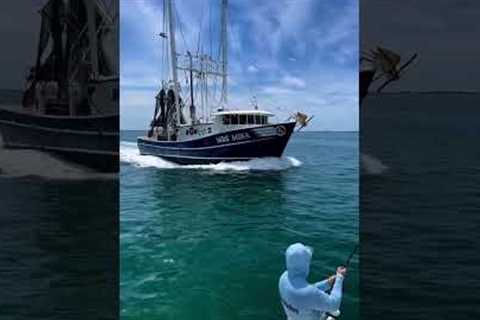 Giant fish VS giant boat! 😳