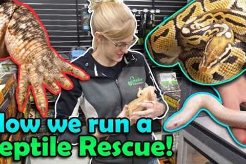 All about our Reptile Rescue Program!