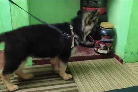 Funniest &amp; Cutest German Shepherd Puppies | Funny Dog Videos 2024