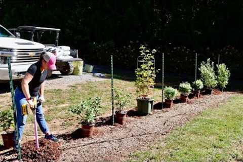 Adding Berry Bushes to the Garden