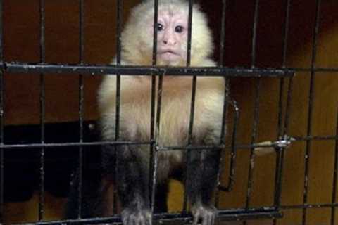 Taming Exotic Pet Owners