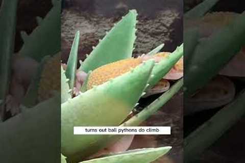 reptile keeper reacts to Petco