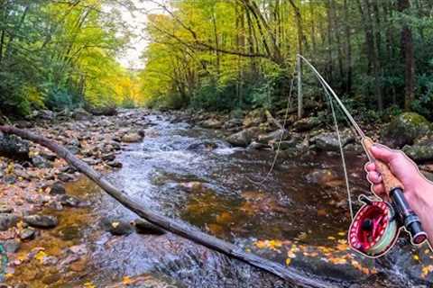 The fish you have to see to believe... (Fly Fishing for Trout)
