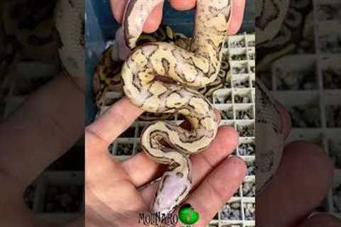 I love how these snakes turned out! #molinarosnakelab #diy #shorts #ballpythons #reptiles #pythons
