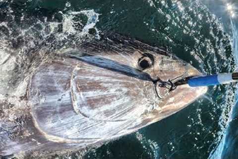 Amazing Giant Bluefin Tuna Fishing Skill, Catching Tuna on The Big Sea