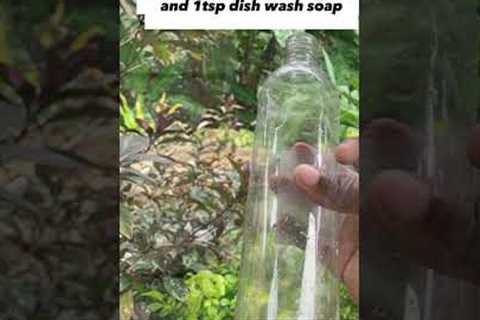 Diy (Natural) Bug Spray#shorts