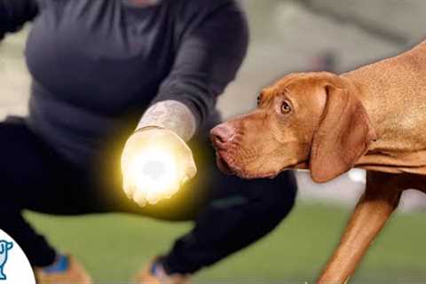 The BEST Treat For Training Your Dog Is...