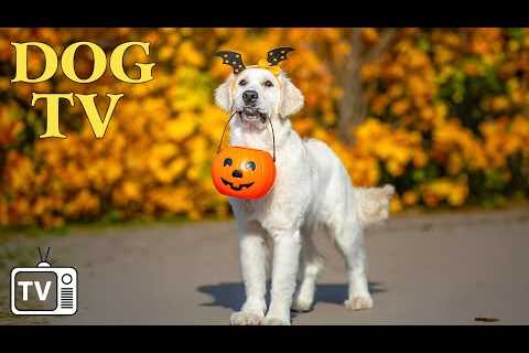 DOG TV: Top Videos to Keep Your Dogs Calm &amp; Happy When Home Alone - Best Anti Anxiety Music for ..