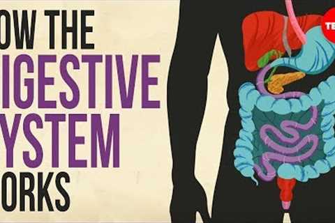 How your digestive system works - Emma Bryce