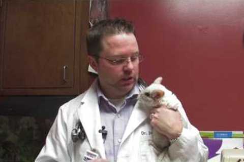 Exotic Pets : Types of Exotic Pets