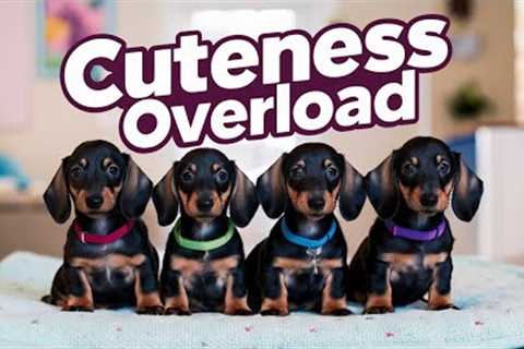 DACHSHUND Puppies Are SO Adorable | Dog Barking Sound