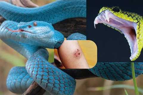 TOP 5 DEADLIEST SNAKES in the World