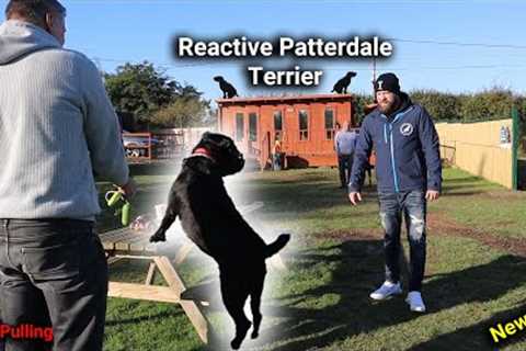 Reactive Patterdale Terrier 1:1 Dog Training Session With Professional Dog Trainer!