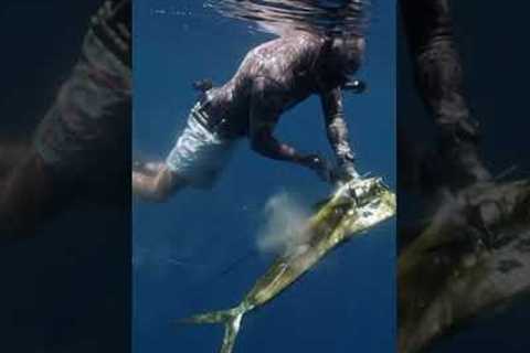 This Fish Can Fly Over 1,000 ft