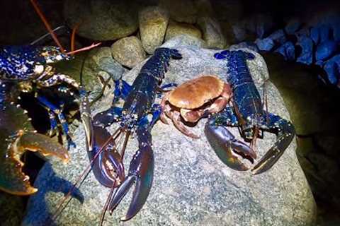 BIG FORAGED LOBSTERS &amp; CRAB - Catch Clean Cook Lobster