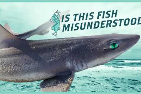Dogfish Catch and Cook – Trash Fish or Treasure? | NJ Saltwater Fishing