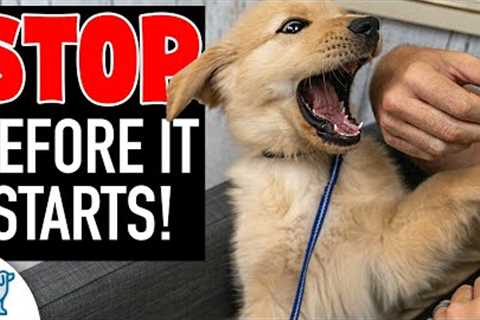 The Missing Piece In Your Puppy Biting Training