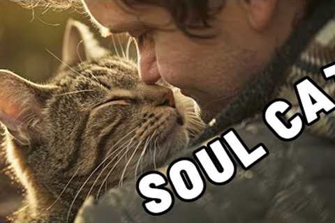 UNEXPECTED: 7 Signs You Have a Soul Cat (Happens Very Rarely!)