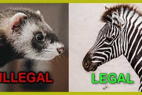 Exotic Pets Legal in California (Mammals and Birds)