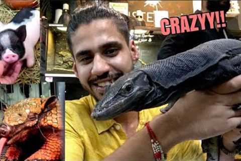 Biggest EXOTIC PET MARKET in the WORLD! Bangkok, Thailand