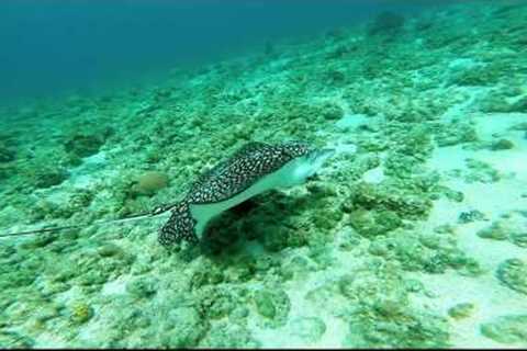 Best Diving Video in the World: Grand Cayman Scuba Diving Trip June 2015