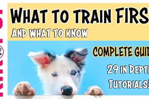 Puppy Training  - What to train first