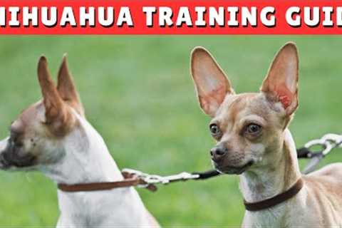 How to TRAIN a Chihuahua Dog in 2024 ✅ Proven TIPS and TRICKS