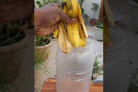 How to Make Organic Tonic From Banana Peel For Plants 🌿 #shorts #gardening #youtube #flowers