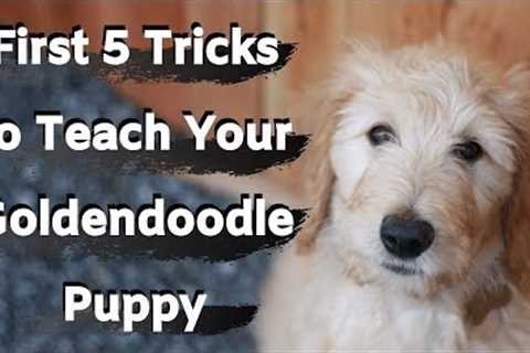 Goldendoodle Puppy Training (First five tricks to train your Goldendoodle)