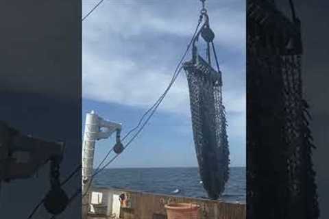 Handling gear on the F/V Heritage #work #fisherman #ocean #fishing #scallops #shorts