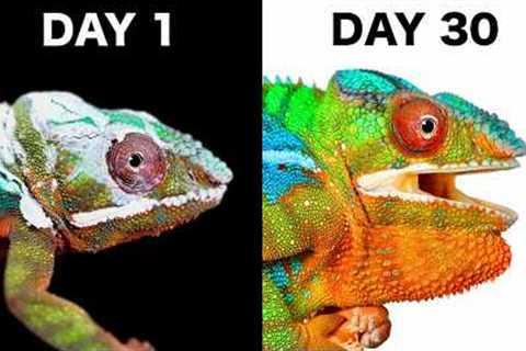 When a Chameleon Trusts You…