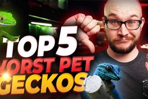 The 5 WORST Pet Geckos and 5 BETTER Options You'll Love | Bet You've Never Heard Of Number 4!