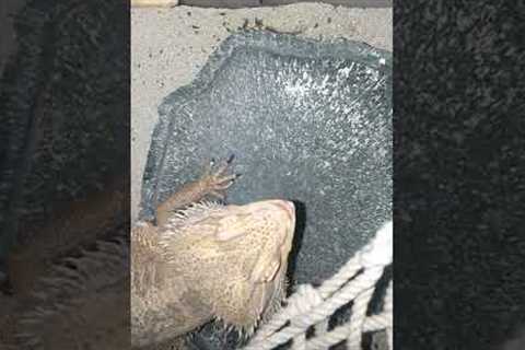Disappointed Bearded Dragon 😂! #Exotic #Reptile #Lizard