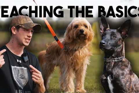 Pet Dog Training Basics with Shield K9