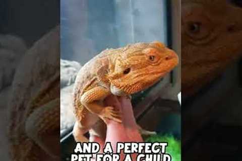 Bearded Dragons Are The Best Pet Reptile! 🦎😍 #shorts