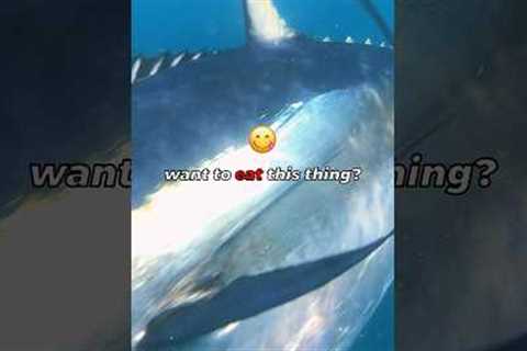 Bluefin Tuna eats Lead Weight?! 🤯 #fishing #tunafishing #bluefintuna
