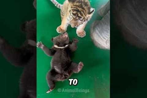 An Unlikely friendship #animals #love #cute #shorts