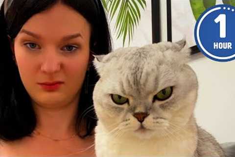 😹 FUNNIEST Cats Ever | Hilarious Cat Videos