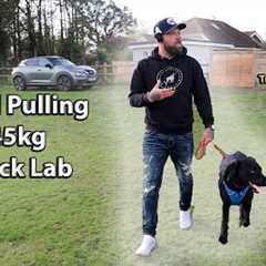 Lead Walking Basics - Black Labrador 45kg - No More Pulling - Professional Dog Trainer