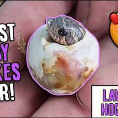 More Lavender Hognose Snakes Hatching!