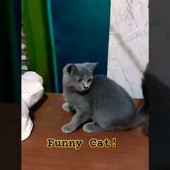 Play With Funny Cat!#shorts #just4animal #cat