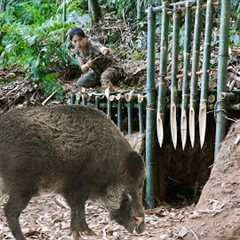 skill, trap, wild boar, efficiency, survival in cold winter, survival alone