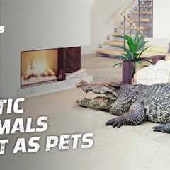 The Exotic Animals That Have Been Domesticated