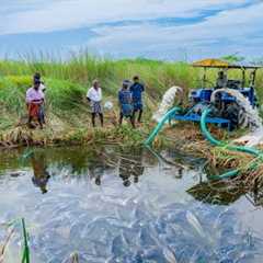 Pond Water Fish Catching and Cooking Fish Gravy in our Village | Country Fishing