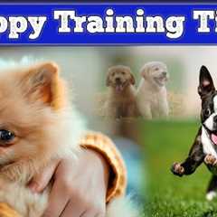 Puppy Training Tips & Trick || Puppy Training at home Tips & Trick || Pets Information TV