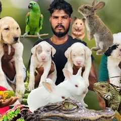 Exotic Pets and Birds Puppies in Chennai Pet Market in Affordable Price