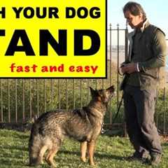 Teach Your Dog to STAND - Dog Training Video - Robert Cabral - the STAND Command