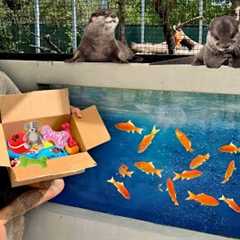 SURPRISING MY BABY OTTERS WITH GIFTS! *CUTE*